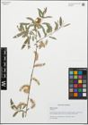 Foto von Salix excelsa S. G. Gmel.